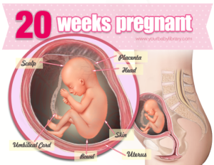20-weeks-pregnant-halfway-to-motherhood-e1357200737128